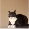 Más gatos🐈 17