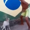 Doguinhos Fofos 🐾 30
