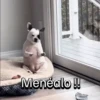 Funny Talking dogs 🐶🐾 5