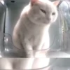 🔥 TIKTOK RAMDON 10📱 11