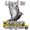 Animalitos funny random🐀🐷🐢 14
