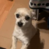 🐶 PERRITOS PAL GRUPO 🐾 11