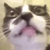 Gato 15