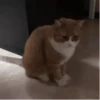 Gatos y más gatos 🐈🐈‍⬛😻 10