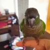 🦜 LORITOS PAL CHAT 🦜 15