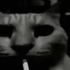 Gatos Curiosos 2😼👁️‍🗨️  8