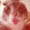 Meme kucing bergerak 😺 12
