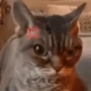 GATOS FOFOS E ENGRAÇADOS 😸 6