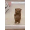 Perritos - Random - Gif🐶🐾 16