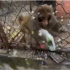 Macaquinhos 🐒 9
