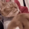 Gatos divertidos  9