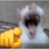 Gatos memes 10