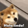 Perritos adorables 🐶🐕 15