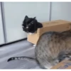 Cat 5