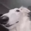 Funny Dogs🐾🐶 6