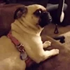 Memes de Cachorro engraçado 13