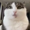 Gatos Curiosos 3😼👁️‍🗨️  8