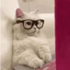 Super funny dogs and cats🐾 10