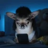 🎵 TIKTOKeando 39🎵 11