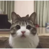 Kitty cats gif 6