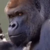 🦍🍌Monos🦍🍌 6
