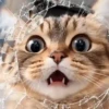 🐈‍⬛Cats🐱Gatos🐱Michis🐈‍⬛ 8