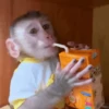 Macaquinhos 🐒 19