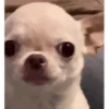 Perritos - Random - Gif🐶🐾 12