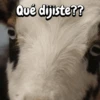 Funny Goat 🐐 15