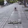Funny Talking dogs 🐶🐾 8