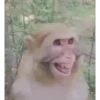 Monos felices 🐵🐒😁 9