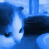 Gatos reagindo 15