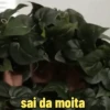 Memes para grupo 9