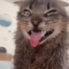 Gatos divertidos  12