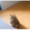 Gatinhos | Cats 🐱 7