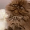 Gatos funny Cats 😹🐈🐈‍⬛ 14