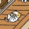 Gato 29