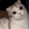 Kitty cats gif  6