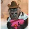 Monkys monitos  8