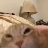 Gatos  11