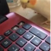 🦜 LORITOS PAL CHAT 🦜 13