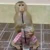 Monos y changuitos 6🐒🦍🦧 16