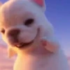 Perro Pibble Viral✨🐾 6