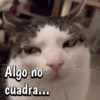 🐈‍⬛Cats🐱Gatos🐱Michis🐈‍⬛ 15