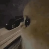 Gatos Curiosos 2😼👁️‍🗨️  16