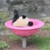Pandas Fofinhos 🐼 9