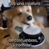 Funny Animal Memes 🐾 10