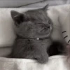 Gatitos 🐈🐈‍⬛ 10
