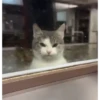 Más gatos 🐱 parte ✌️😾 14