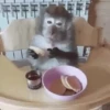 Macaquinhos 🐒 14